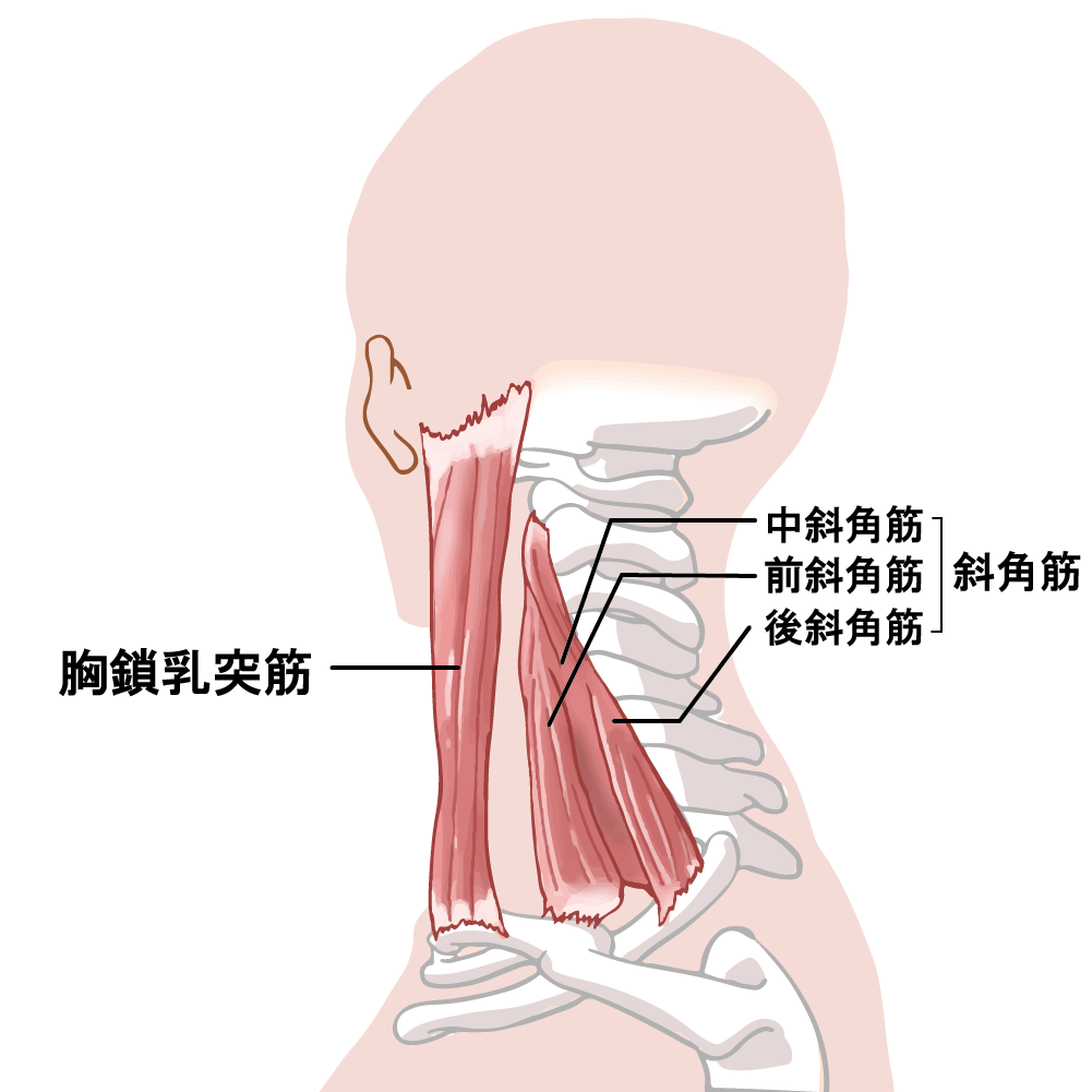 斜角筋群が肩こりの原因に