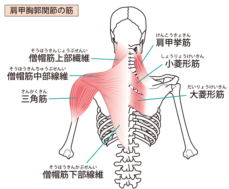 肩甲挙筋が肩こりの原因に