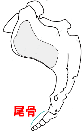 仙骨・尾骨