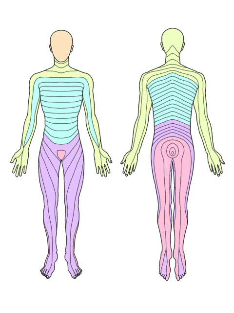 デルマトームと関節や骨盤の歪みと手や足の血流低下