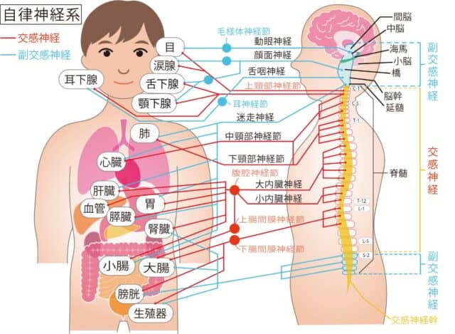 内臓と自律神経症状の関係