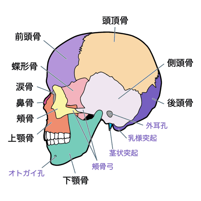 骨が集まってできた頭蓋骨と緊張型頭痛の関連