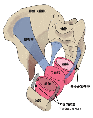 骨盤と子宮などの繋がり