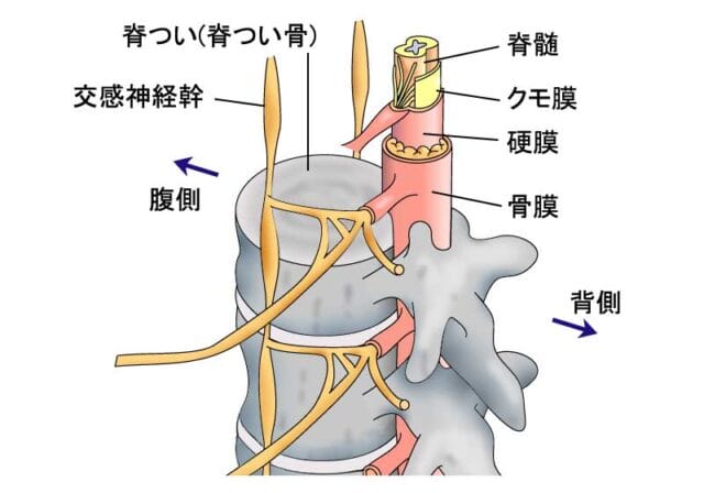 交感神経幹と背骨の歪みによる症状